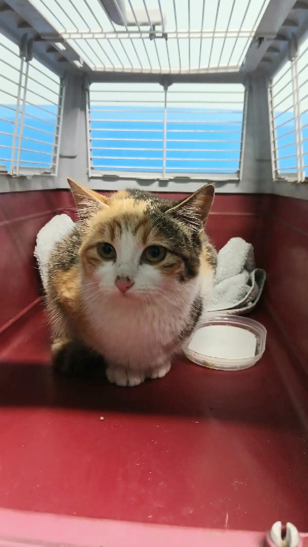 GIOIA: GATTINA TRICOLORE DI 5 MESI CERCA FAMIGLIA Foto 3